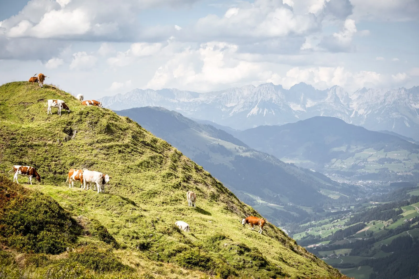 Kühe am Berggrat